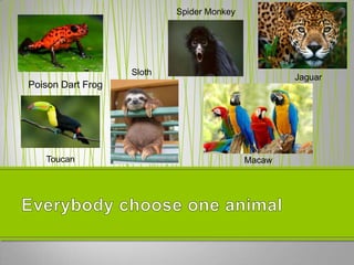 Poison Dart Frog
Sloth
Toucan
Spider Monkey
Macaw
Jaguar
 