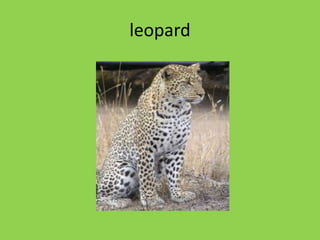 leopard
 
