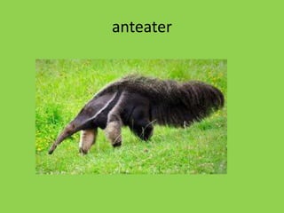 anteater
 