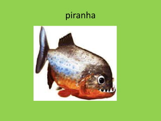 piranha
 