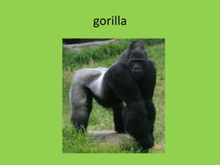 gorilla
 