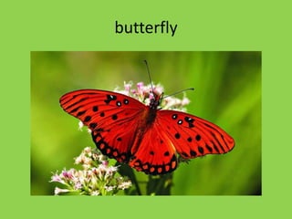 butterfly
 