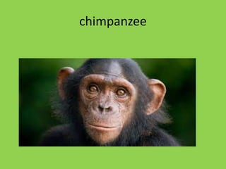 chimpanzee
 