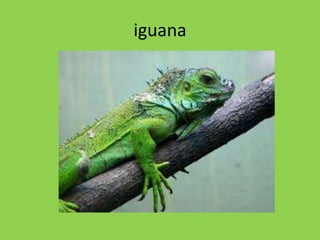 iguana
 