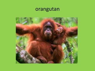 orangutan
 
