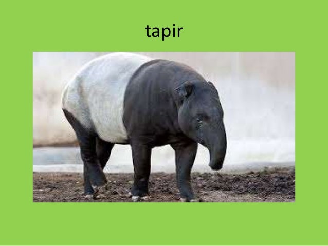 rainforest animals