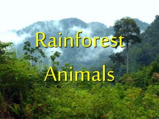 Rainforest
Animals
 