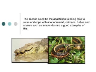 The second could be the adaptation to being able to swim and cope with a lot of rainfall, caimans, turtles and snakes such as anacondas are a good examples of this.  