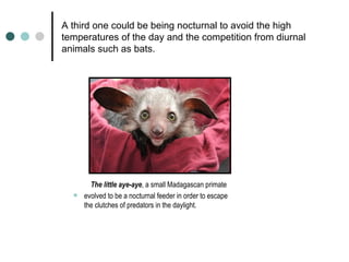 A third one could be being nocturnal to avoid the high temperatures of the day and the competition from diurnal animals such as bats.  The little aye-aye , a small Madagascan primate  evolved to be a nocturnal feeder in order to escape the clutches of predators in the daylight.  