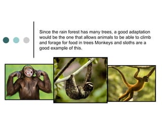 Since the rain forest has many trees, a good adaptation
would be the one that allows animals to be able to climb
and forag...