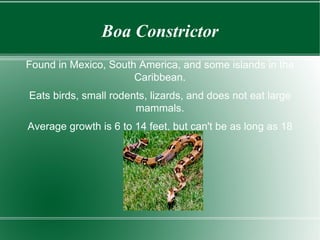 Boa Constrictor Found in Mexico, South America, and some islands in the Caribbean. Eats birds, small rodents, lizards, and does not eat large mammals. Average growth is 6 to 14 feet, but can't be as long as 18 feet. 