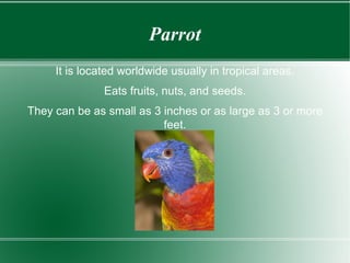 Parrot It is located worldwide usually in tropical areas. Eats fruits, nuts, and seeds. They can be as small as 3 inches or as large as 3 or more feet. 