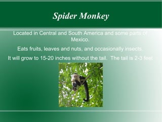 Spider Monkey Located in Central and South America and some parts of Mexico. Eats fruits, leaves and nuts, and occasionally insects. It will grow to 15-20 inches without the tail.  The tail is 2-3 feet in length. 