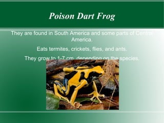Poison Dart Frog They are found in South America and some parts of Central America. Eats termites, crickets, flies, and ants. They grow to 1-7 cm. depending on the species.   