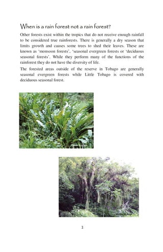 Rainforest Booklet Final Version