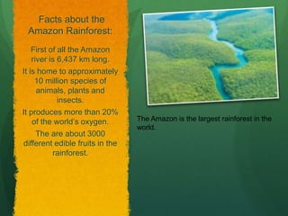 Facts about the
Amazon Rainforest:
First of all the Amazon
river is 6,437 km long.
It is home to approximately
10 million species of
animals, plants and
insects.
It produces more than 20%
of the world’s oxygen.
The are about 3000
different edible fruits in the
rainforest.
The Amazon is the largest rainforest in the
world.
 