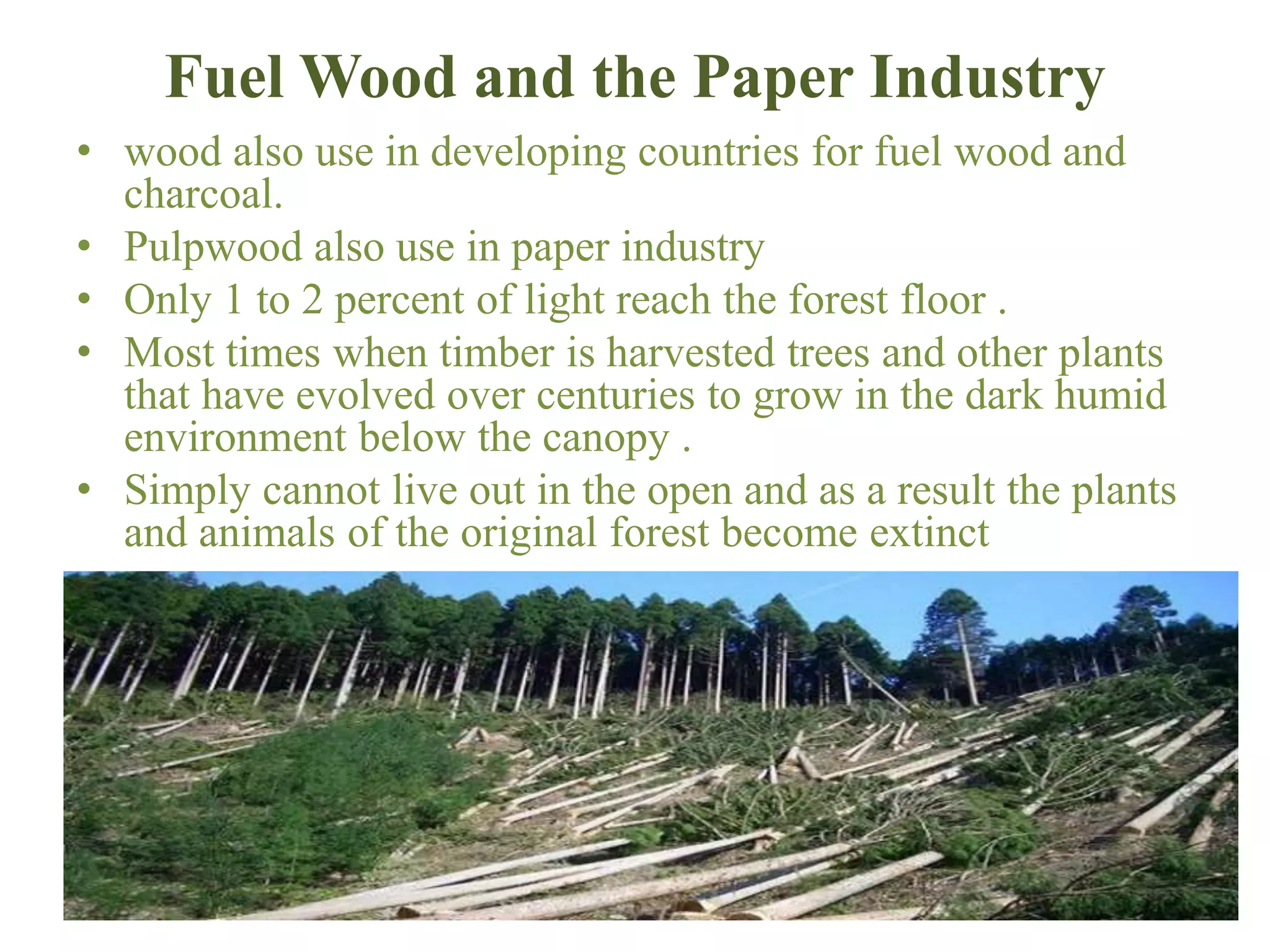 The Truth About Cotton's Water Usage And Rainforest Depletion