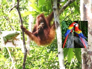 Tropical rainforests are h.