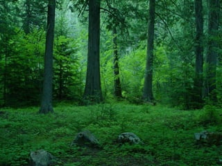 Rainforest desert mediterranean