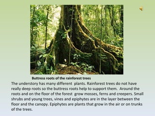 Rainforest Ecology | PPT