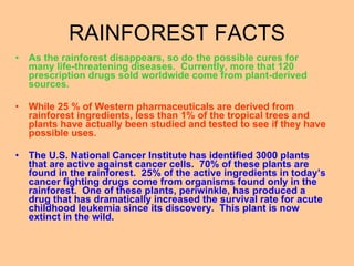 As the rainforest disappears, so do the possible cures for many life-threatening diseases.  Currently, more that 120 prescription drugs sold worldwide come from plant-derived sources.  While 25 % of Western pharmaceuticals are derived from rainforest ingredients, less than 1% of the tropical trees and plants have actually been studied and tested to see if they have possible uses.  The U.S. National Cancer Institute has identified 3000 plants that are active against cancer cells.  70% of these plants are found in the rainforest.  25% of the active ingredients in today’s cancer fighting drugs come from organisms found only in the rainforest.  One of these plants, periwinkle, has produced a drug that has dramatically increased the survival rate for acute childhood leukemia since its discovery.  This plant is now extinct in the wild. RAINFOREST FACTS 