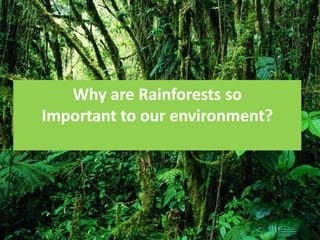 Why Should We Save the Rainforest? | PPT