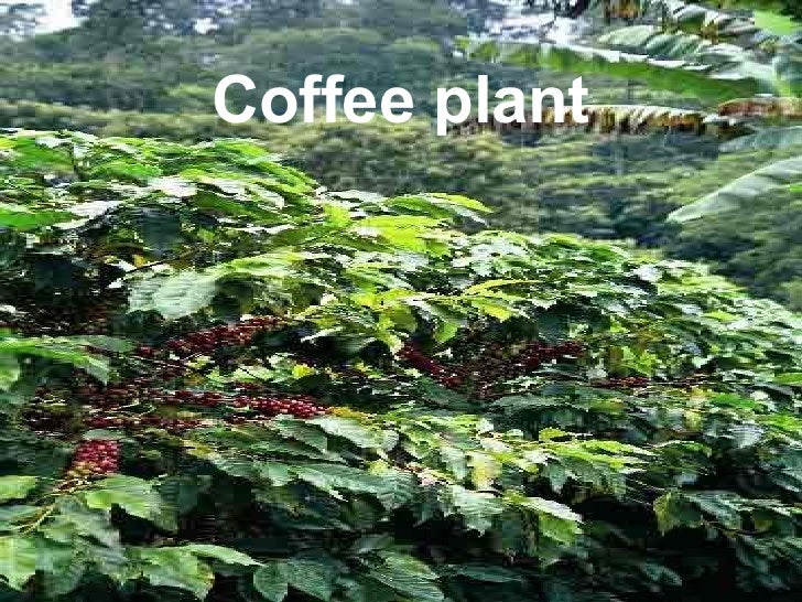 Rainforest Food[1]