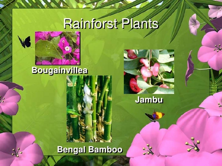 Rainforest Habitat Rainforest Habitat