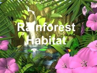 Rainforest Habitat 