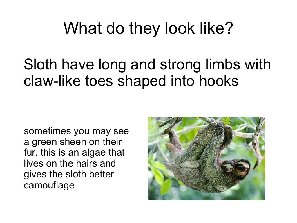 Homework of sloth image