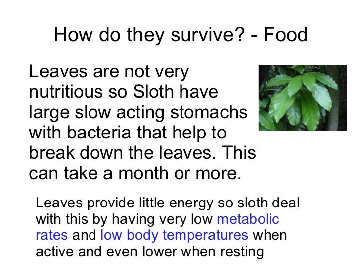 rainforest homework help