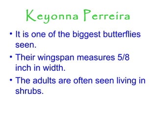 Keyonna Perreira
• It is one of the biggest butterflies
seen.
• Their wingspan measures 5/8
inch in width.
• The adults are often seen living in
shrubs.
 