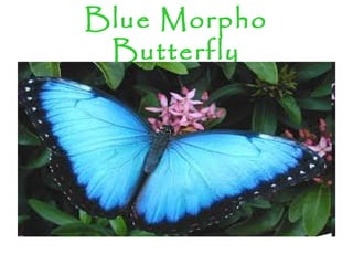 Blue Morpho
Butterfly
 