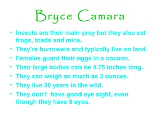 Bryce Camara
• Insects are their main prey but they also eat
frogs, toads and mice.
• They’re burrowers and typically live on land.
• Females guard their eggs in a cocoon.
• Their large bodies can be 4.75 inches long.
• They can weigh as much as 3 ounces.
• They live 30 years in the wild.
• They don’t have good eye sight, even
though they have 8 eyes.
 