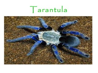 Tarantula
 