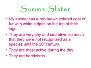 Summa Slater
• My animal has a red-brown colored coat of
fur with white stripes on the top of their
legs.
• They are very shy and secretive, so much
that they were not recognized as a
species until the 20th
century.
• They are most active during the day.
• They are herbivores.
 