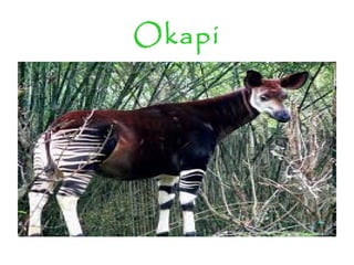 Okapi
 