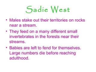 Sadie West
• Males stake out their territories on rocks
near a stream.
• They feed on a many different small
invertebrates in the forests near their
streams.
• Babies are left to fend for themselves.
Large numbers die before reaching
adulthood.
 