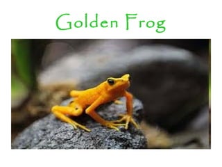 Golden Frog
 
