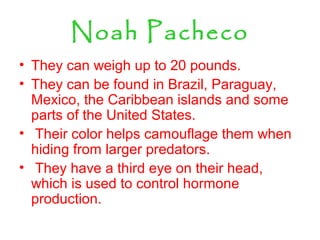 Noah Pacheco
• They can weigh up to 20 pounds.
• They can be found in Brazil, Paraguay,
Mexico, the Caribbean islands and some
parts of the United States.
• Their color helps camouflage them when
hiding from larger predators.
• They have a third eye on their head,
which is used to control hormone
production.
 
