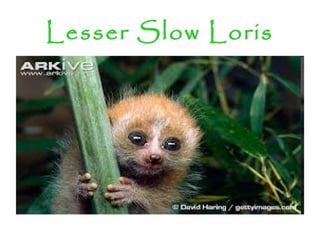 Lesser Slow Loris
 