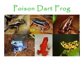 Poison Dart Frog
 