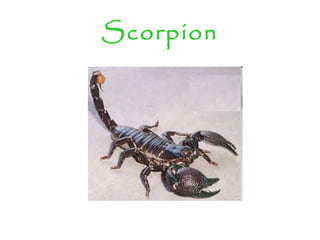 Scorpion
 