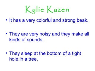 Kylie Kazen
• It has a very colorful and strong beak.
• They are very noisy and they make all
kinds of sounds.
• They sleep at the bottom of a tight
hole in a tree.
 