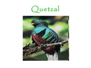 Quetzal
 