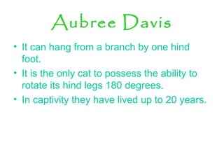 Aubree Davis
• It can hang from a branch by one hind
foot.
• It is the only cat to possess the ability to
rotate its hind legs 180 degrees.
• In captivity they have lived up to 20 years.
 