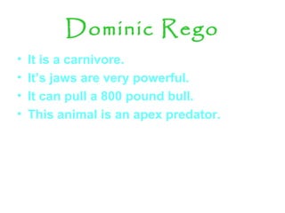 Dominic Rego
• It is a carnivore.
• It’s jaws are very powerful.
• It can pull a 800 pound bull.
• This animal is an apex predator.
 