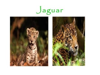 Jaguar
 