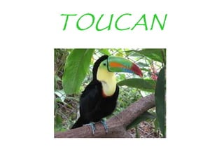 TOUCAN
 