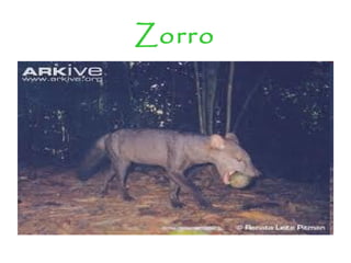 Zorro
 